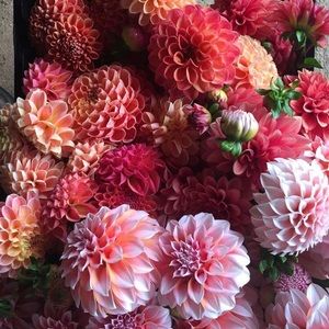 Meet your Posher, Rose